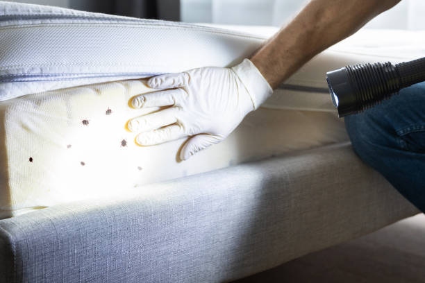 Best Flea Control Services  in Kingsland, GA