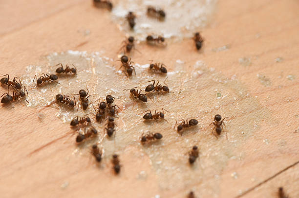 Best Pest Prevention Services  in Kingsland, GA