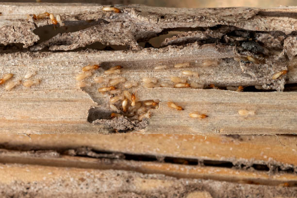 Kingsland, GA Pest Control Company