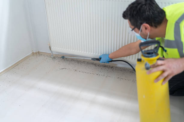 Best Affordable Pest Control Services  in Kingsland, GA