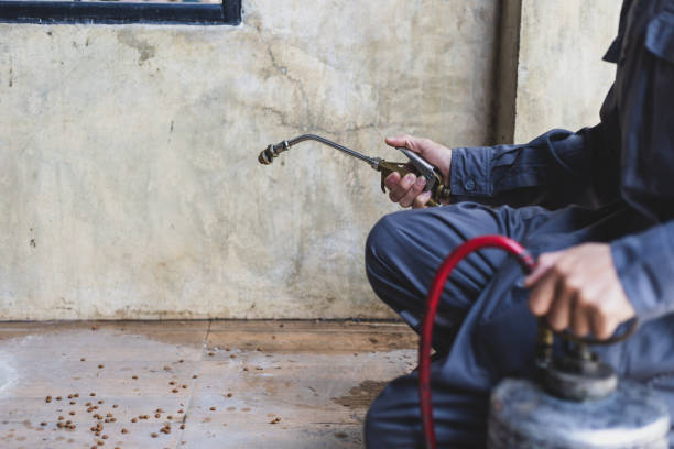 Best Ant Control Services  in Kingsland, GA